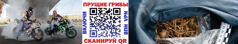 Псилоцибиновые грибы MAGIC MUSHROOMS  даркнет сайт  Татарск 
